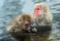 Family of Japanese macaques cleans wool each other in the water of natural hot springs. Grooming of Snow Monkeys.The Japanese Royalty Free Stock Photo