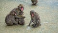 Family of Japanese Macaques huddling together.