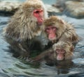 Family of Japanese macaques in the water of natural hot springs. The Japanese macaque  Scientific name: Macaca fuscata, also Royalty Free Stock Photo