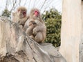 Family of Japanese monkeys Royalty Free Stock Photo