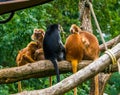 Family of javan lutungs sitting together in a tree, group of tropical monkeys, vulnerable animal specie from Indonesia