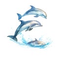 Family of jumping bottlenose dolphins on white isolated background Royalty Free Stock Photo