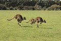 Family of Jumping Kangaroos