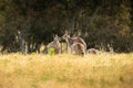 Family of kangaroos in the Namadgi National Park of Australia.