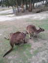 Family of Kangaroos