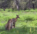 Family of kangaroos in Australia.