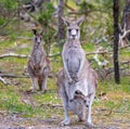 Family of kangaroos