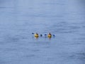 Family Kayaking on Two Kayaks on River at Sun Royalty Free Stock Photo