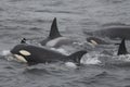 Family of Killer Whales Royalty Free Stock Photo