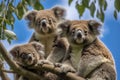 family of koalas, clinging to their mother high in the tree canopy