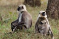 A family of Langurs in the Forest Royalty Free Stock Photo