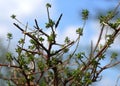 Indigofera aspalathoides Sivanar vembu herb Royalty Free Stock Photo