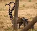 Family of lemurs playing on playground