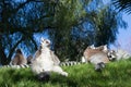 Family of lemurs sunbathing on the grass. The ring tailed lemur, Lemur catta, is a large strepsirrhine primate and the Royalty Free Stock Photo
