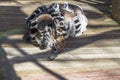 Family of lemurs with young cubs Royalty Free Stock Photo