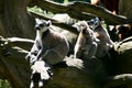 Family life of Ring-tailed Lemur monkeys Royalty Free Stock Photo