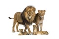 Family of lion, adult and cub, isolated. Wild cat