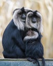 Family of Lion-tailed macaque Macaca silenus, or wanderoo, sitting on a tree watching different directions. Royalty Free Stock Photo