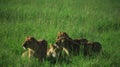 Family of lions