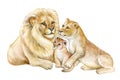 Family of lions African landscape. Father mother child baby. Watercolor Royalty Free Stock Photo