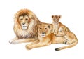 Family of lions isolated on white background. Father, mother, child. The lion, the lioness, the lion cub. Watercolor. Illustration Royalty Free Stock Photo