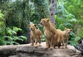 Family of lions