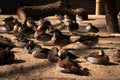 Family of Little ducks waking up Royalty Free Stock Photo