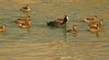 Family of little grebe bird, naturel, nature, wallpaper Royalty Free Stock Photo