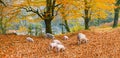 The family of little piglets and adult pigs graze in the village forest orange fall leaves looking for acorns Abkhazia Royalty Free Stock Photo