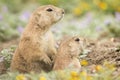 Family lookout for danger by prairie dogs Royalty Free Stock Photo