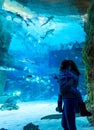 Family looks at sharks in beautiful blue aquarium Royalty Free Stock Photo