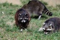 Family of lotor common raccoons procyon lotor Royalty Free Stock Photo