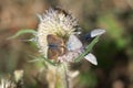 Family of Lycaenidae butterflies, macrophotography - butterflies and wasp on a thistle