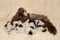 Family of lying English Cocker Spaniel dog Royalty Free Stock Photo