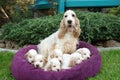 Family of lying English Cocker Spaniel puppy Royalty Free Stock Photo