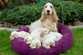 Family of lying English Cocker Spaniel puppy Royalty Free Stock Photo