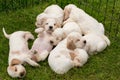 Family of lying English Cocker Spaniel puppy Royalty Free Stock Photo