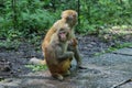 Family of Macaques in Zhangjiajie national park, Royalty Free Stock Photo