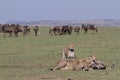 Family of majestic Cheetahs sitting and resting with buffaloes in the background Royalty Free Stock Photo