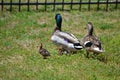 Family of mallard ducks