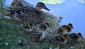 A family of mallard ducks,