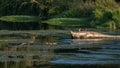 Family of wild mallard ducks feeding on Ave River, Vila do Conde in Portugal at dusk Royalty Free Stock Photo