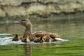Family of mallard ducks on a pond