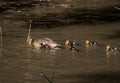 Family of Mallard ducks swimming