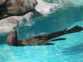 Family of mammals in a pool. Royalty Free Stock Photo