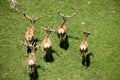 The family of marals fleeing from a photographer Royalty Free Stock Photo