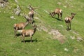 The family of marals fleeing from a photographer Royalty Free Stock Photo