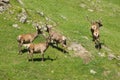 The family of marals fleeing from a photographer Royalty Free Stock Photo