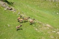 The family of marals fleeing from a photographer Royalty Free Stock Photo