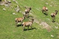 The family of marals fleeing from a photographer Royalty Free Stock Photo